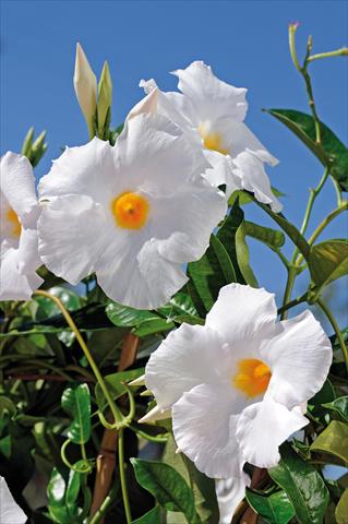 photo of flower to be used as: Patio, pot Dipladenia Diamantina® Agathe White 501