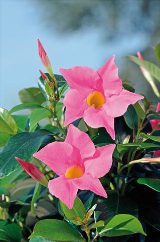photo of flower to be used as: Patio, pot Dipladenia Diamantina® Jade Pink 206