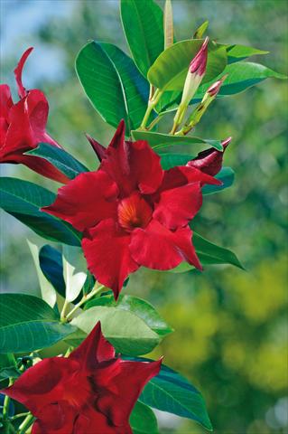 photo of flower to be used as: Patio, pot Dipladenia Diamantina® Jade Red 205