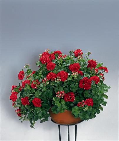 photo of flower to be used as: Bedding, patio, basket Pelargonium peltatum pac® Red Sybil
