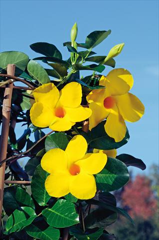 photo of flower to be used as: Patio, pot Dipladenia Diamantina® Opale Citrine 403