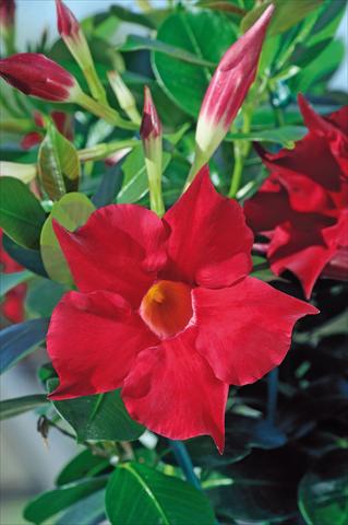 photo of flower to be used as: Patio, pot Dipladenia Diamantina® Rubis Fuchsia 101
