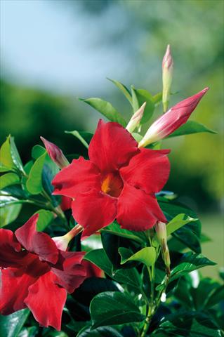 photo of flower to be used as: Patio, pot Dipladenia Diamantina® Topaze Vermillon 301
