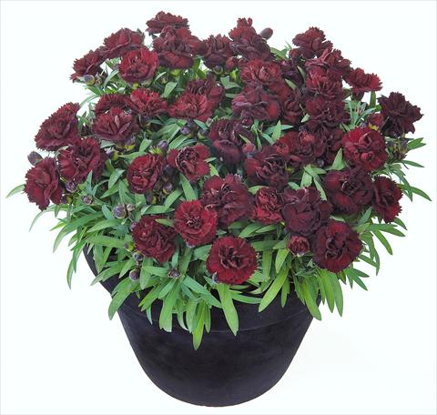 photo of flower to be used as: Basket / Pot Dianthus Sunflor® Black Money