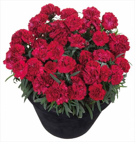photo of flower to be used as: Basket / Pot Dianthus Sunflor® Dynamite