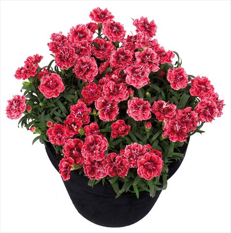 photo of flower to be used as: Basket / Pot Dianthus Sunflor® Metallica