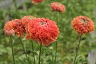 TOP balcony, garden and cut flower varieties:  Ranunculus asiaticus Ponpon Minerva