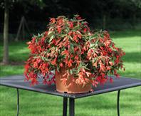 The top stars: Begonia boliviensis Bossa Nova Orange Shades