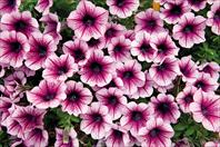 TOP balcony, garden and cut flower varieties:  Petunia hybrida Poptunia Burgundy
