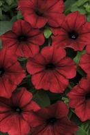 TOP balcony, garden and cut flower varieties:  Petunia x hybrida Tidal Wave Red Velour