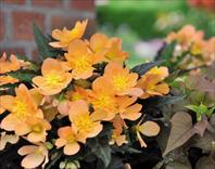 The top stars: Begonia Unbelievable Lucky Strike