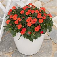 The top stars: Impatiens hybrida Sunpatiens Compact Electric Orange
