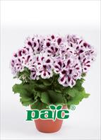 The top stars: Pelargonium grandiflorum pac® Aristo Purple Stripes