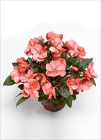The top stars: Impatiens hawkerii Florific Sweet Orange