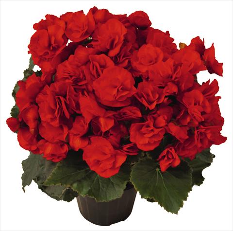 photo of flower to be used as: Bedding pot or basket Begonia Rhine Red Baron